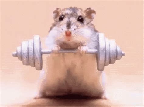 hamster gif|funny hamster gif.